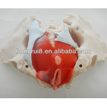 ISO Female pelvis model with pelvic muscles and pelvic organs, Anatomy Pelvis